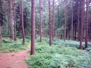 haldon-forest-park